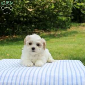 Kylie, Shih-Poo Puppy
